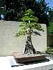 bonsai15.jpg